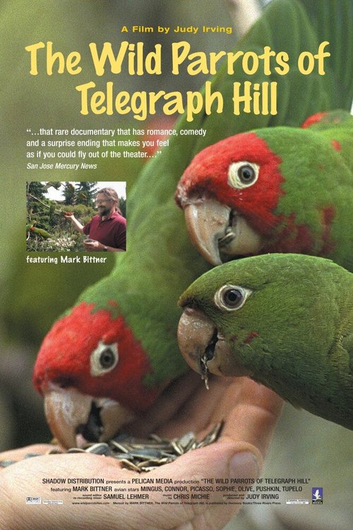 Дикие попугаи с Телеграф Хилл