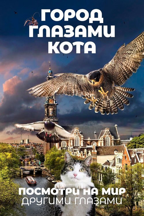 Город глазами кота  (2016)