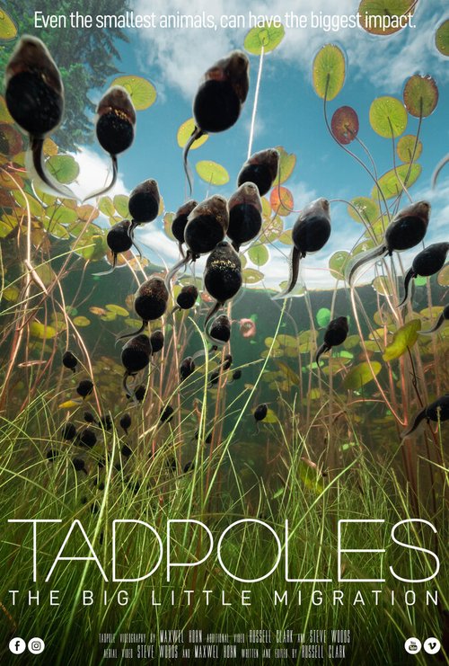 Tadpoles: The Big Little Migration  (2020)