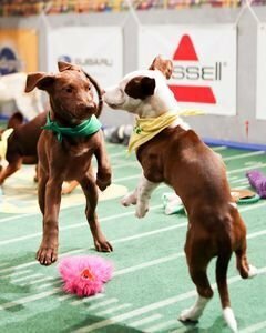 Puppy Bowl XI  (2015)